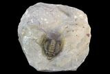 Diademaproetus Trilobite - Ofaten, Morocco #125210-1